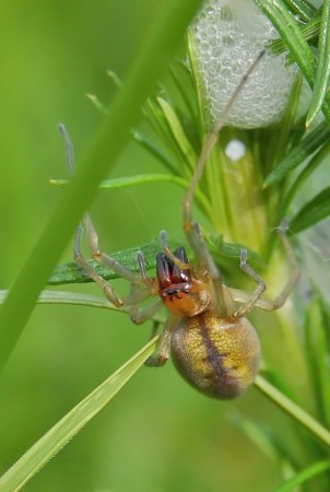 Cheiracanthium erraticum